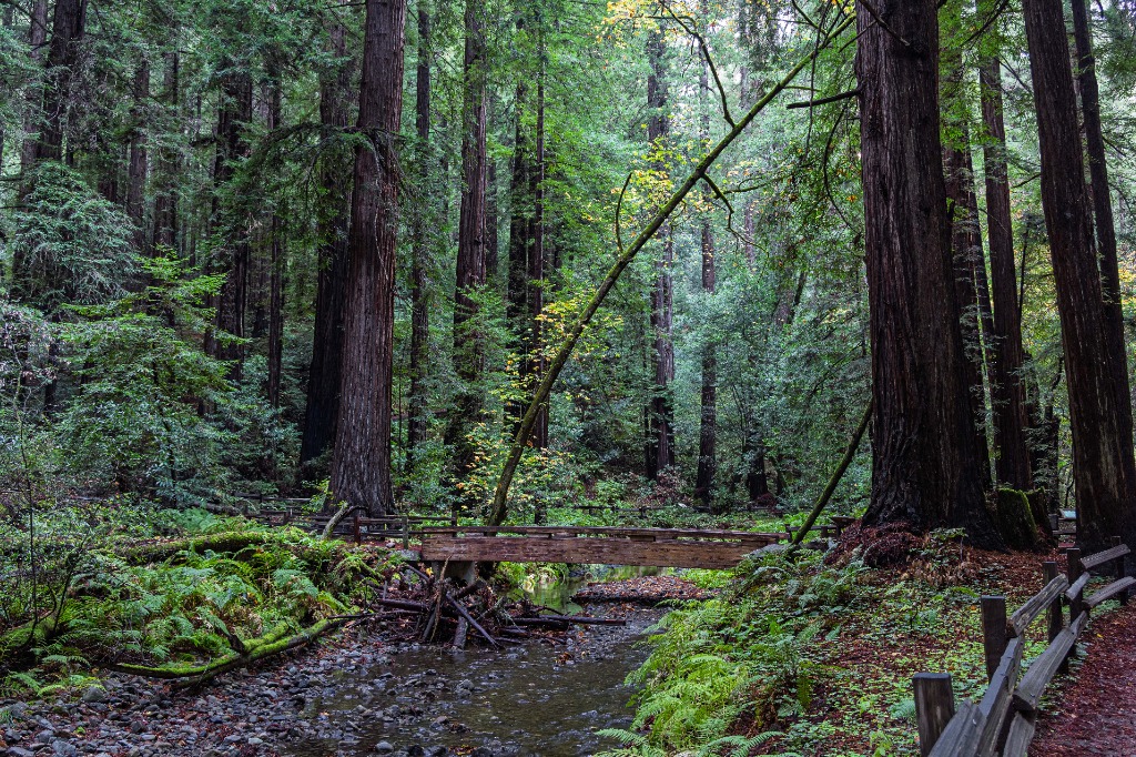 Redwoods near San Francisco